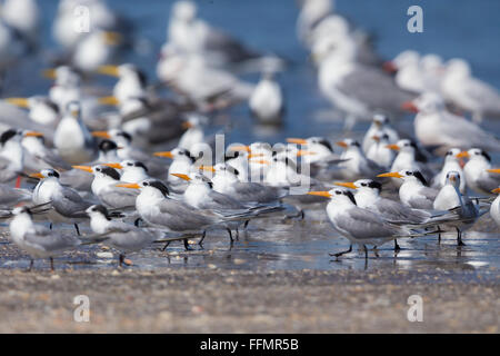 Lesser Crested Tern (Thalasseus bengalensis), gregge in appoggio su una spiaggia insieme con altre terne, Liwa, Al-Batinah, Oman Foto Stock