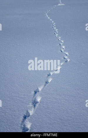 Animale solitario tracce nella neve, Pirenei, lepre Foto Stock