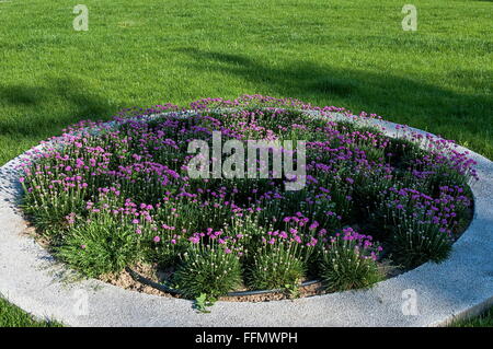 Risparmio di acqua di irrigazione a goccia sistema essendo utilizzato in un giardino fiorito Foto Stock