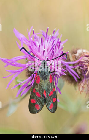 Sei-spot Burnett moth alimentando il fiordaliso nero Foto Stock