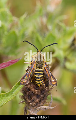 Sei femmina-belted Clearwing moth, deposizione delle uova Foto Stock