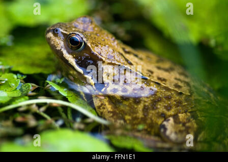 Rana temporaria Rana comune Foto Stock