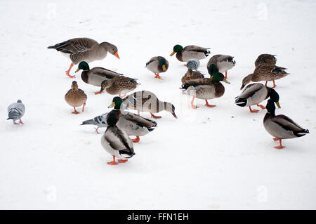 Uccelli selvatici alimentazione nella neve a Coombe Abbey Park inverno Foto Stock