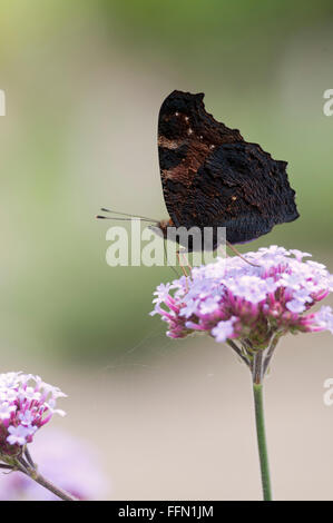 INACHIS IO farfalla pavone alimentazione su VERBENA BONARIENSIS Foto Stock