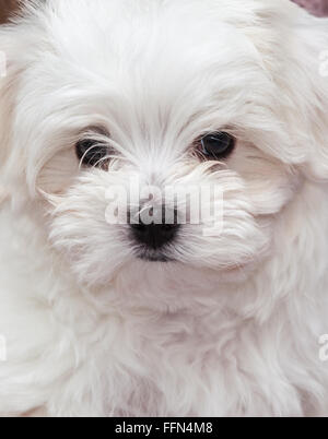 Molto carino il maltese cucciolo di dieci settimane vecchio, dal campione i genitori Foto Stock