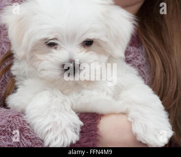 Molto carino il maltese cucciolo di dieci settimane vecchio, dal campione i genitori Foto Stock