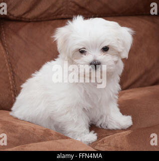 Molto carino il maltese cucciolo di dieci settimane vecchio, dal campione i genitori Foto Stock