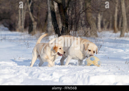 Due gatti giallo nella neve in inverno con una sfera Foto Stock