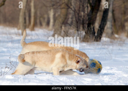 Due gatti giallo nella neve in inverno con una sfera Foto Stock