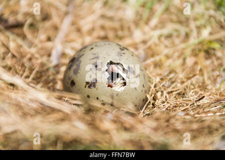 Pulcino cova, chiedendo ai suoi genitori attraverso il foro nel guscio dell'uovo. Gull chick in uova nel nido. Foto Stock