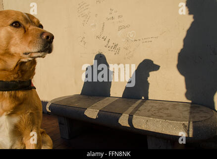 Ombra di pet, donna e uomo sulla parete Foto Stock