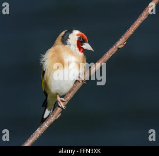 Cardellino in Mainsriddle giardino, vicino RSPB Mersehead, Dumfries and Galloway, Regno Unito Foto Stock