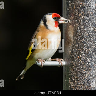 Cardellino in Mainsriddle giardino, vicino RSPB Mersehead, Dumfries and Galloway, Regno Unito Foto Stock