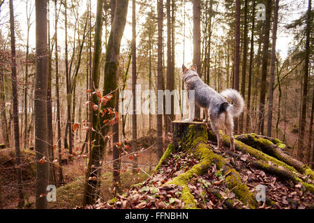 Cane si erge su un moncone e si affaccia in una foresta autunnale Foto Stock
