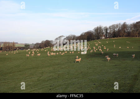 Romney Marsh pecore al pascolo su un campo in Winchelsea, East Sussex, Regno Unito Foto Stock