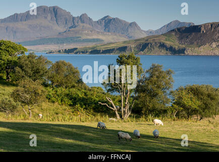 Toskavaig sleat con pecore al pascolo e vista di blaven con alberi Foto Stock