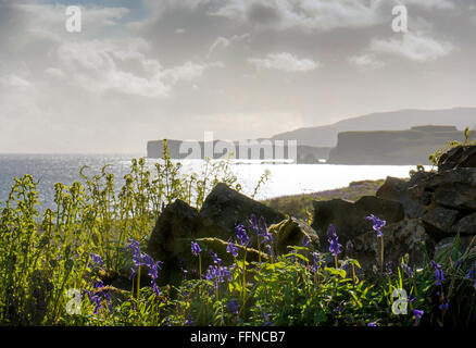 Bluebells on shore a costa nella molla a duirinish skye Foto Stock