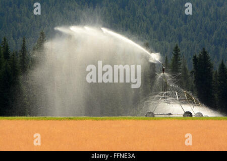 Irrigazione di campi, acqua canon Foto Stock