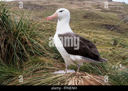 Nero-browed albatross (Thalassarche melanophris) adulto permanente al nido colonia, Isole Falkland Foto Stock