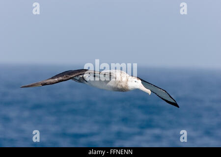 Albatro errante (Diomedea exulans) immaturi di uccello in volo oltre oceano meridionale, Antartide Foto Stock