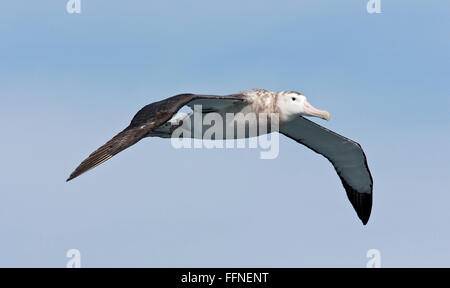 Albatro errante (Diomedea exulans) immaturi di uccello in volo oltre oceano meridionale, Antartide Foto Stock