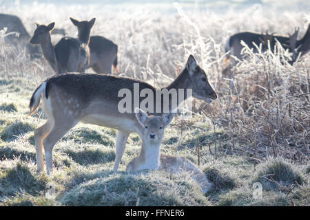 Bushy Park, Londra, Inghilterra, Regno Unito. Il 16 febbraio 2016. Due giovani cervi in Bracken su un freddo gelido e mattina a Bushy Park South West London dopo la notte più freddi dell'inverno. Credito: Julia Gavin UK/Alamy Live News Foto Stock