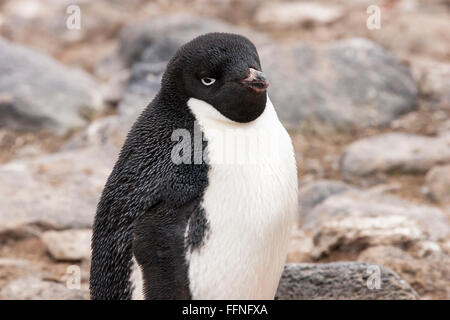 Adelie penguin (Pygoscelis adeliae) singolo adulto permanente sulla ghiaia nella colonia di allevamento, Paulet island, Antartide Foto Stock