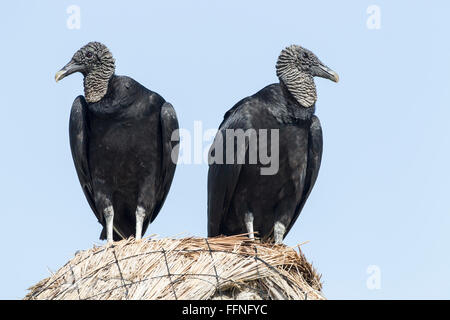 American avvoltoio nero (Coragyps atratus) due adulti appollaiato su erba secca, Cozumel, Messico Foto Stock