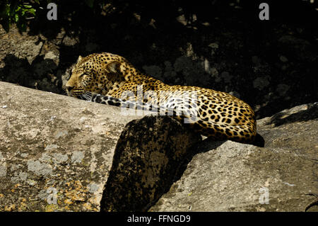 Leopard su un kopje nel Serengeti Foto Stock