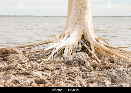 Vecchio albero in un lago salato in Argentina Foto Stock