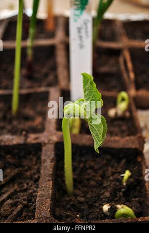 Verde fagiolo di piante in vaso Foto Stock