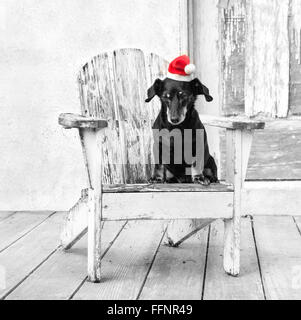 Miniatura piccolo cane bassotto si siede in un bianco sedia adirondack da un fienile invecchiato indossando un rosso santa hat. Foto Stock