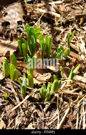 La molla Daffodil piante germinazione in terra Foto Stock