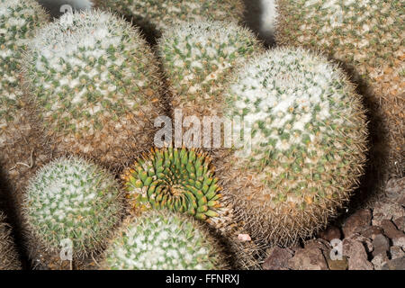 Un giovane Mammillaria parkinsonii crescente nei pressi degli impianti più vecchi. Questa succulenta è conosciuta anche come il gufo-eye cactus Foto Stock