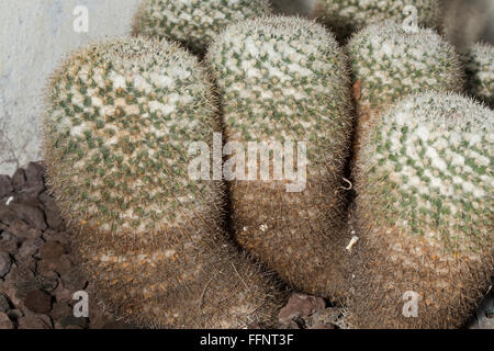 Una Mammillaria parkinsonii piante succulente, noto anche come il gufo-eye puntaspilli Foto Stock