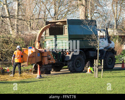 Triturazione di legno in un parco di Londra Foto Stock