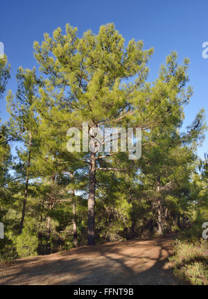 Calabrese o bagno turco di alberi di pino - Pinus brutia Stavros tis Psokas, Troodos, Cipro Foto Stock