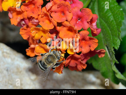 Bianco-nastrare Digger Bee - Amegilla albigena alimentare sui fiori Foto Stock