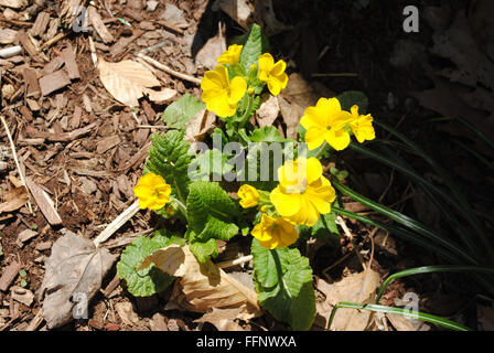 Primula gialla di crescita della pianta in primavera Foto Stock