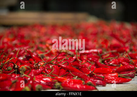 Peperoncino rosso nella spina dorsale del drago terrazze di riso. Cina. Foto Stock