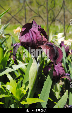 Fioritura viola scuro Iris in un letto giardino Foto Stock