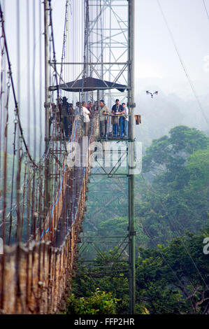 Tettoia sopra Amazzonia Foresta correva in Ecuador Foto Stock