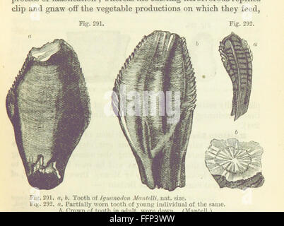 25 del '[lo studente la elementi di geologia ... Con ... illustrazioni.]" Foto Stock