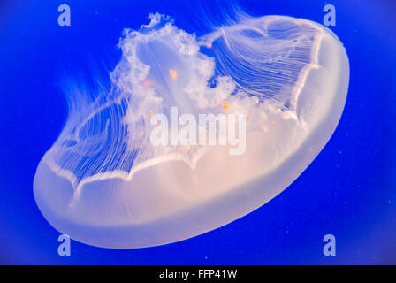 Luna jelly (Aurelia Labiata) è oscillante intorno a testa in giù Foto Stock