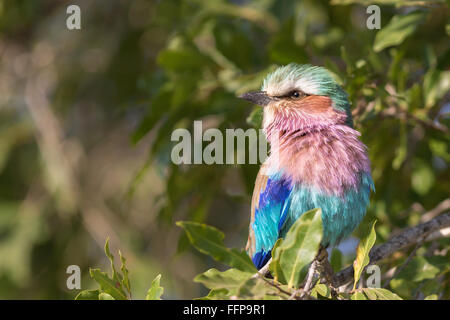 Lilla colorati sono addossati rullo (Coracias caudatus) Foto Stock