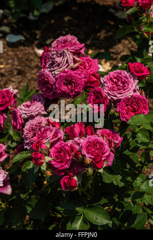 Rosa di scacchi, floribunda, rosa Foto Stock