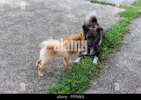 Pomerania con Thai cane sulla strada Foto Stock