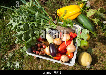 Scatola di varie verdure organiche Foto Stock