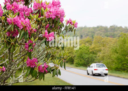 Rhododendron lungo la Blue Ridge Parkway, Carolina del Nord, nei pressi di Asheville. Foto Stock