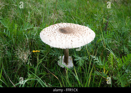 Ombrellone fungo in un prato, (Macrolepiota procera), Sassonia, Germania Foto Stock